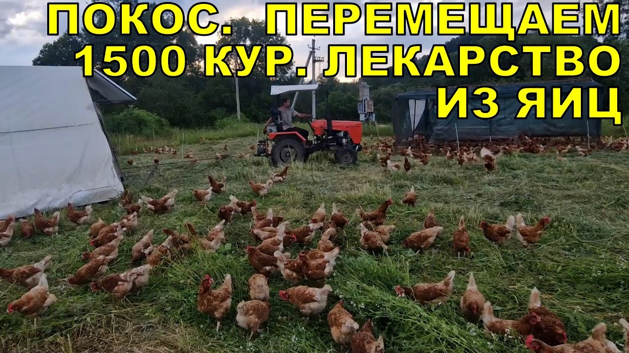 Покос, 1500 кур перемещены, лекарство из пастбищного яйца!
