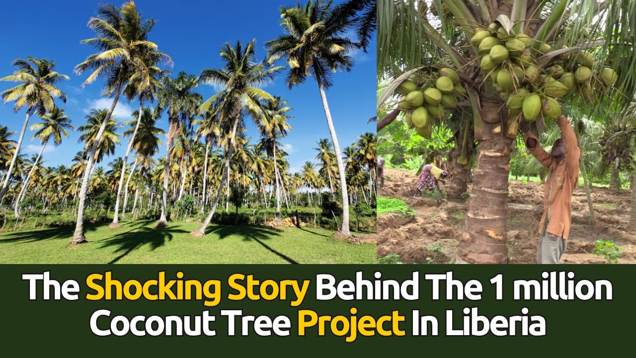 The Shocking Story Behind The 1 million Coconut Tree Project In Liberia | Green Shift Ep. 7
