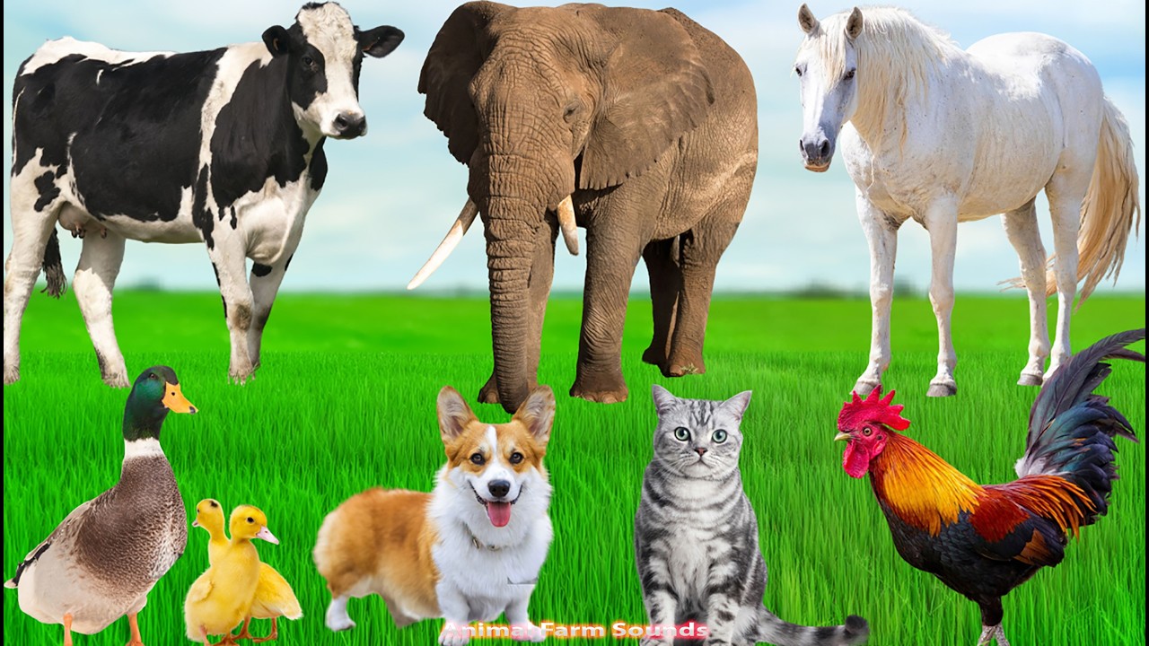 Farm Animal Habitats: Chickens, Sheep, Cats, Horses, Cows, Dogs, Goats  – Cute Animals