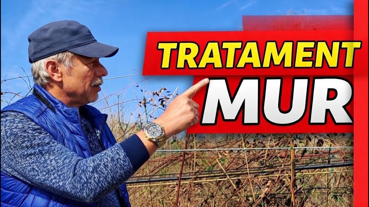Cum stropesc murul | Tratamente simple pentru mur