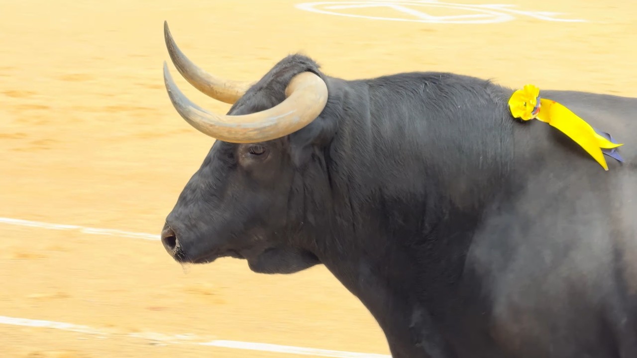 Salida 1º toro de DOLORES AGUIRRE: 