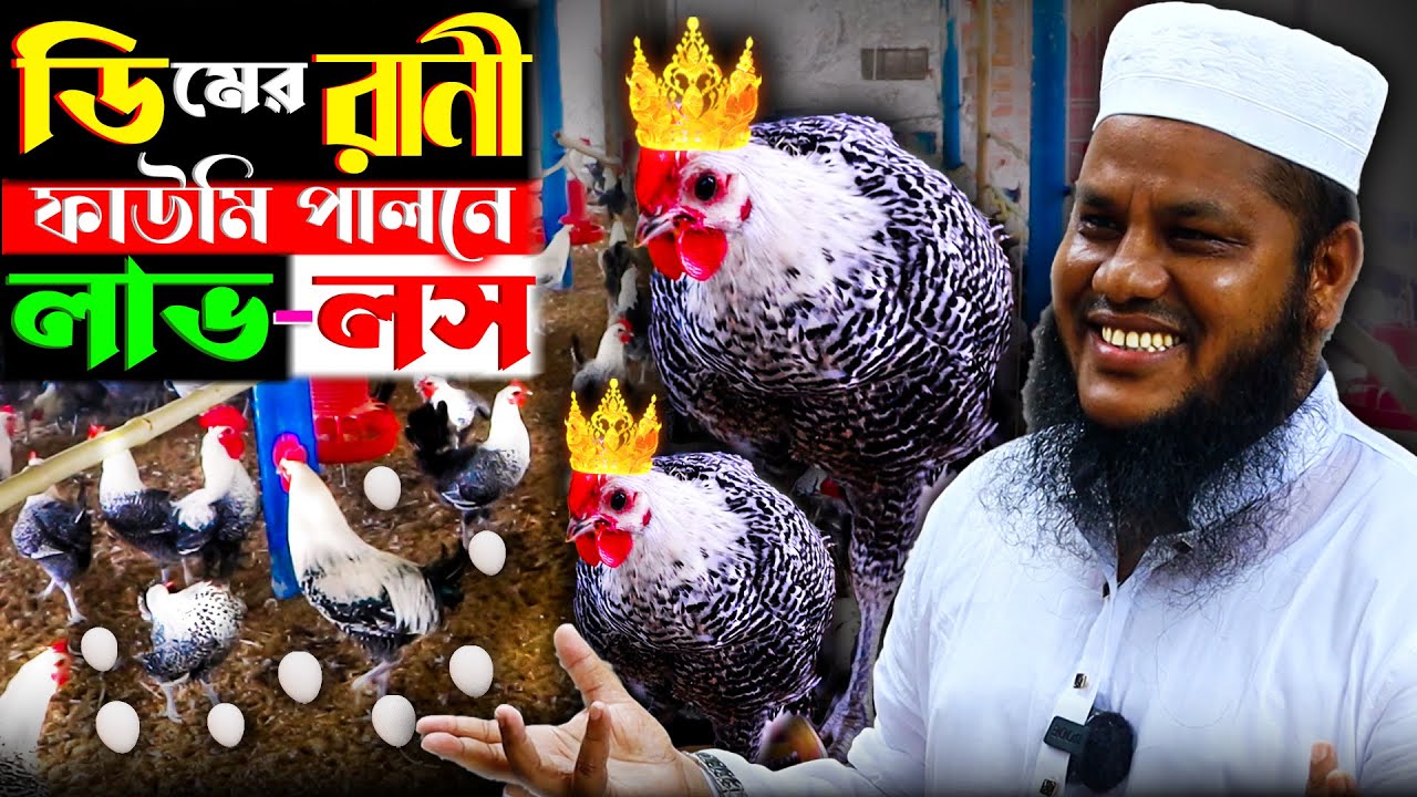 না টেনে দেখুন! ডিমের রানী ফাউমি পালনে খরচ কত ? লাভ কত ? ফাউমি মুরগি পালন পদ্ধতি | Faumi murgi khamar