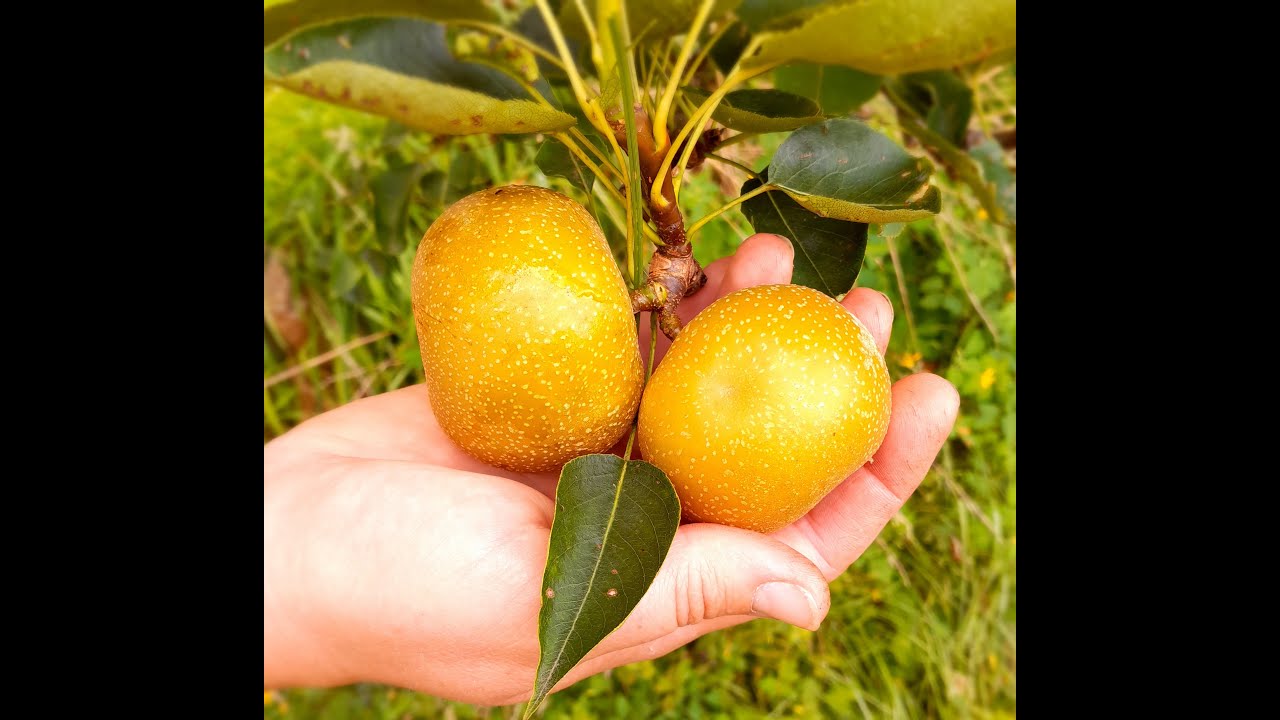 Nashipeer, top 3 lekkerste fruit uit eigen tuin en voedselbos !!