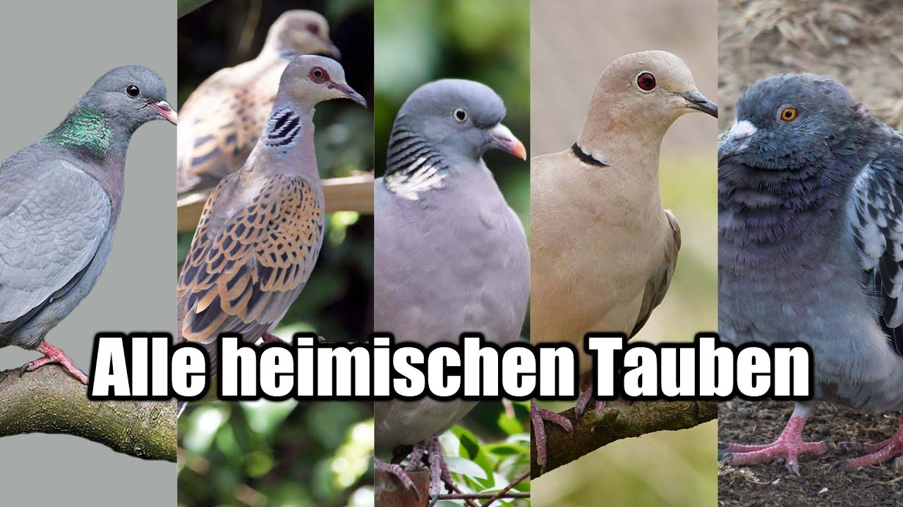 Die Taubenarten Deutschlands