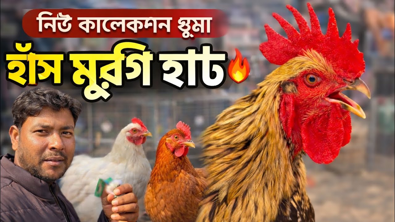 সেরা জাতের হাঁস-মুরগি কিনতে চান? গুমা বাজারের দেশি-বিদেশি কালেকশন | Guma Market | Village Vlog Life📸