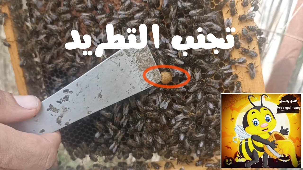 كيفية حماية الخلية من التطريد #تربية_النحل