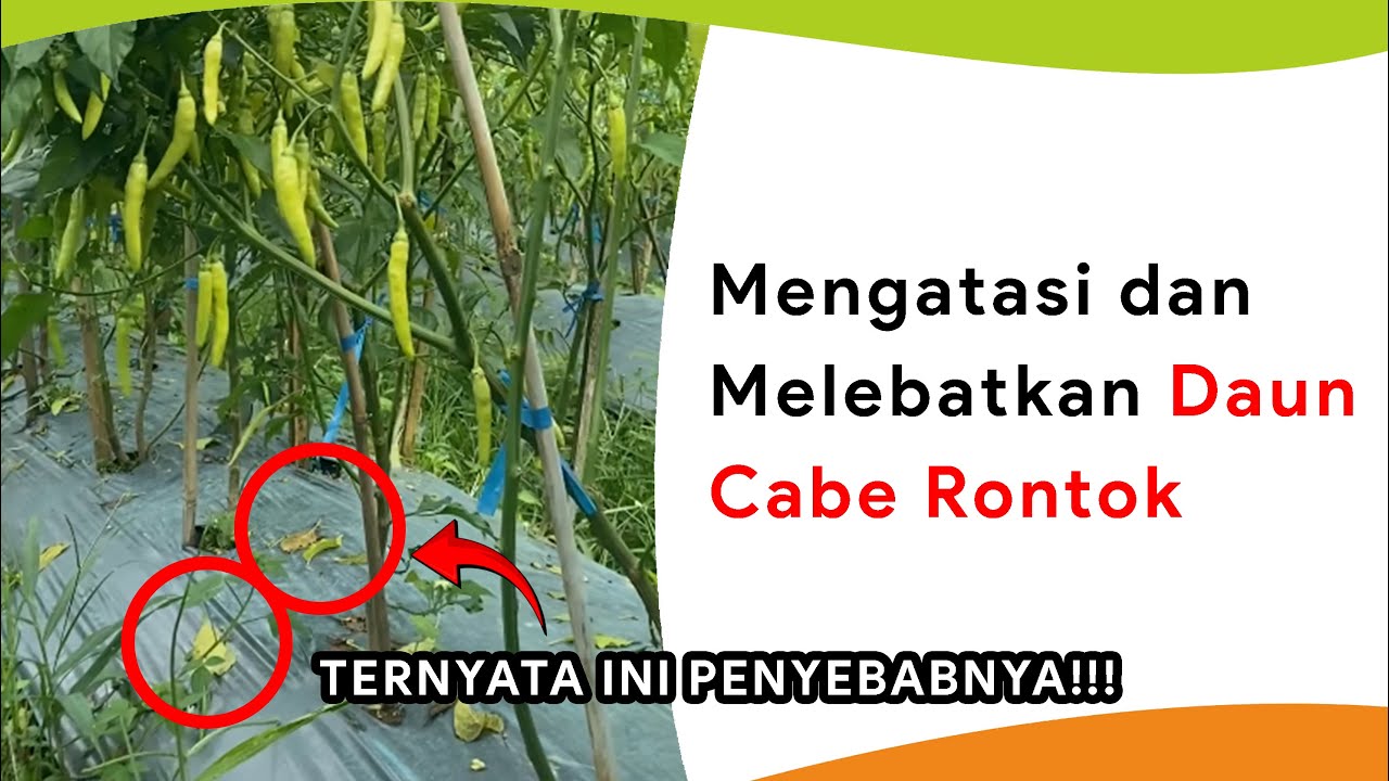Mengatasi Daun Rontok Masa Bunga dan Buah, Sekaligus Melebatkan