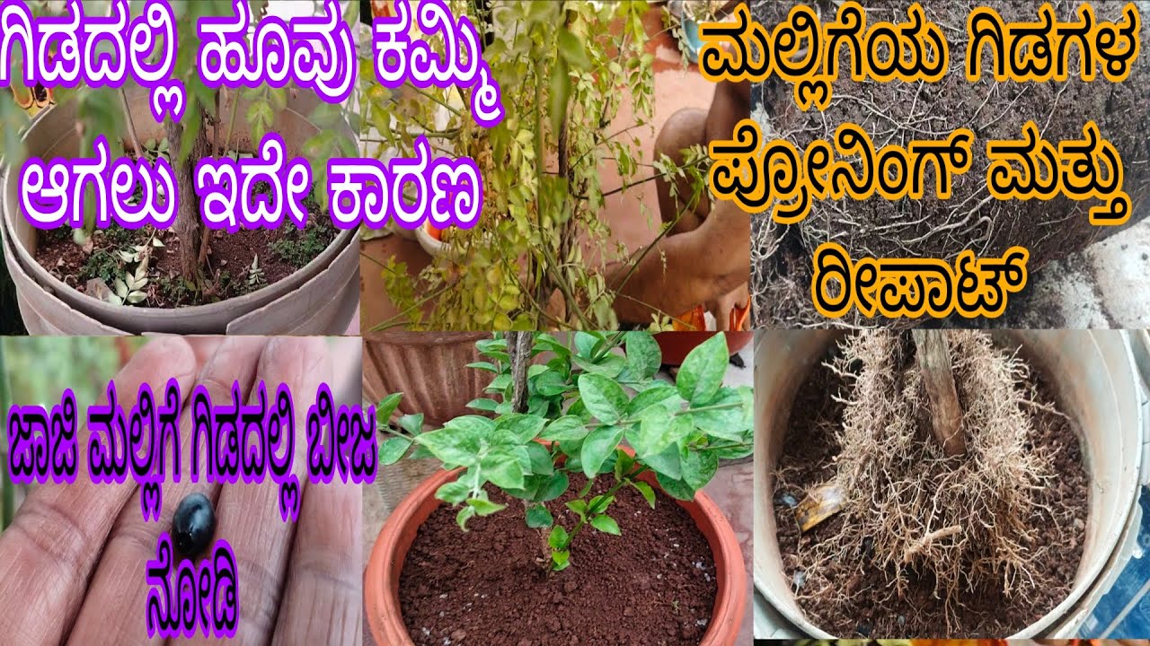 #ಗಿಡಗಳಲ್ಲಿ_ಹೂವು_ಕಮ್ಮಿ_ಆಗಲೂ_ಕಾರಣ_ತಿಳಿಯಿರಿ//