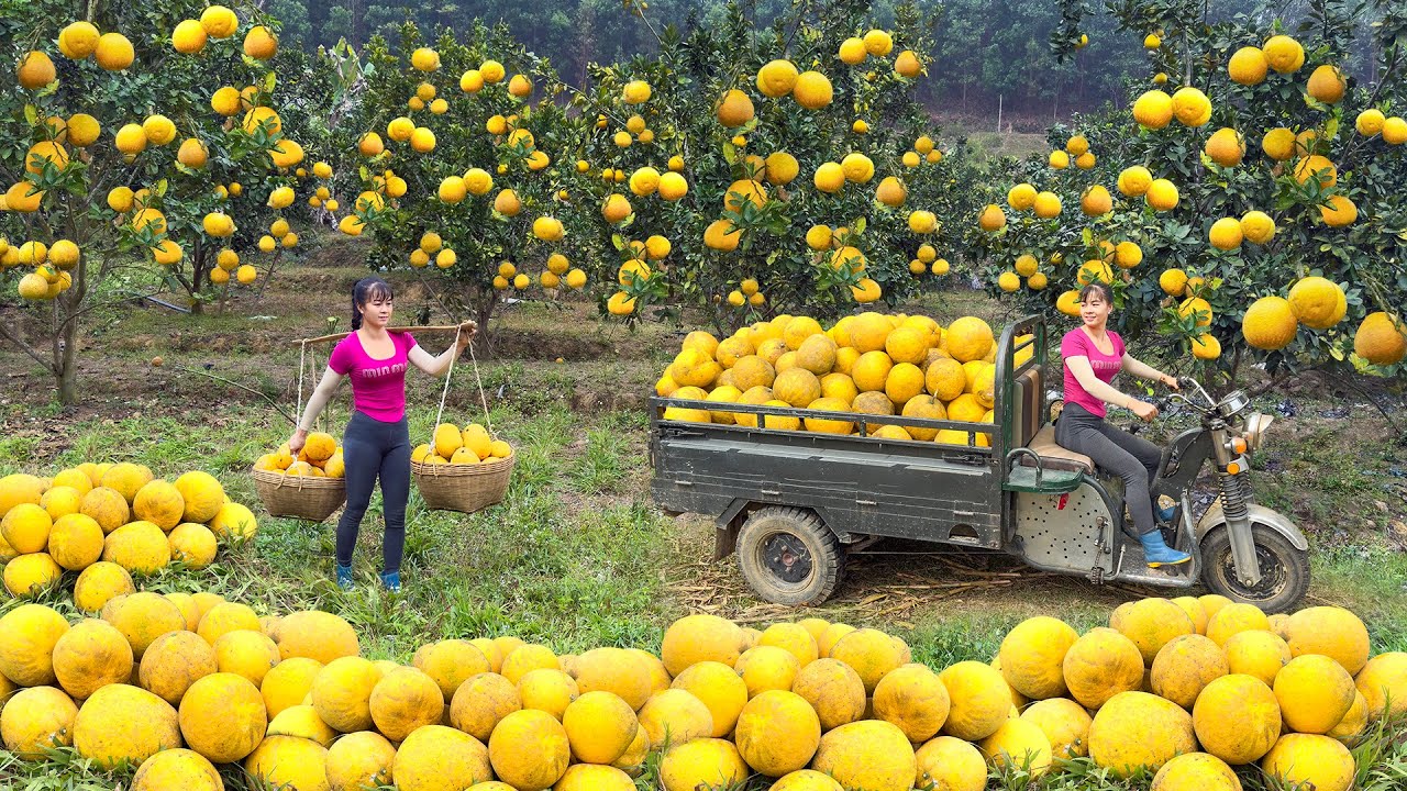 Use 3-wheeled Vehicle Harvesting Many Grapefruit Goes To Countryside Market Sell - Free Bushcraft