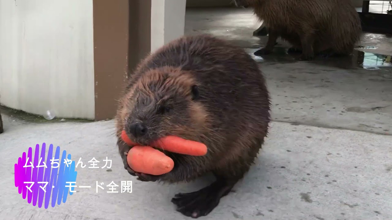 ムムちゃん,お誕生日♡