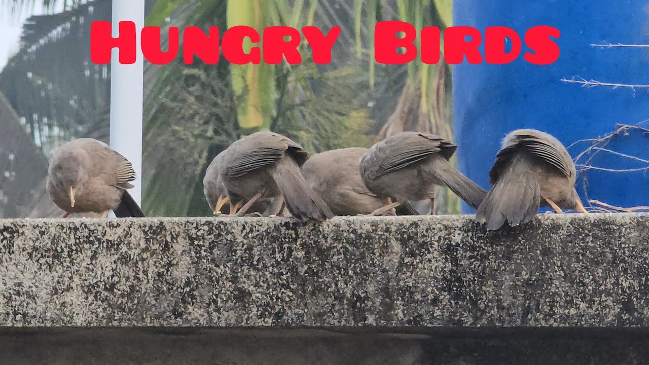 Hungry jungle babblers l ছাতারে পাখিদের খাবার । birds daily suffering for food l