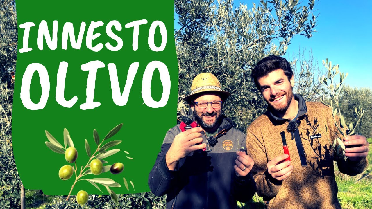 Innestare l'OLIVO: come e quando fare l'innesto con @AmicodellePiante