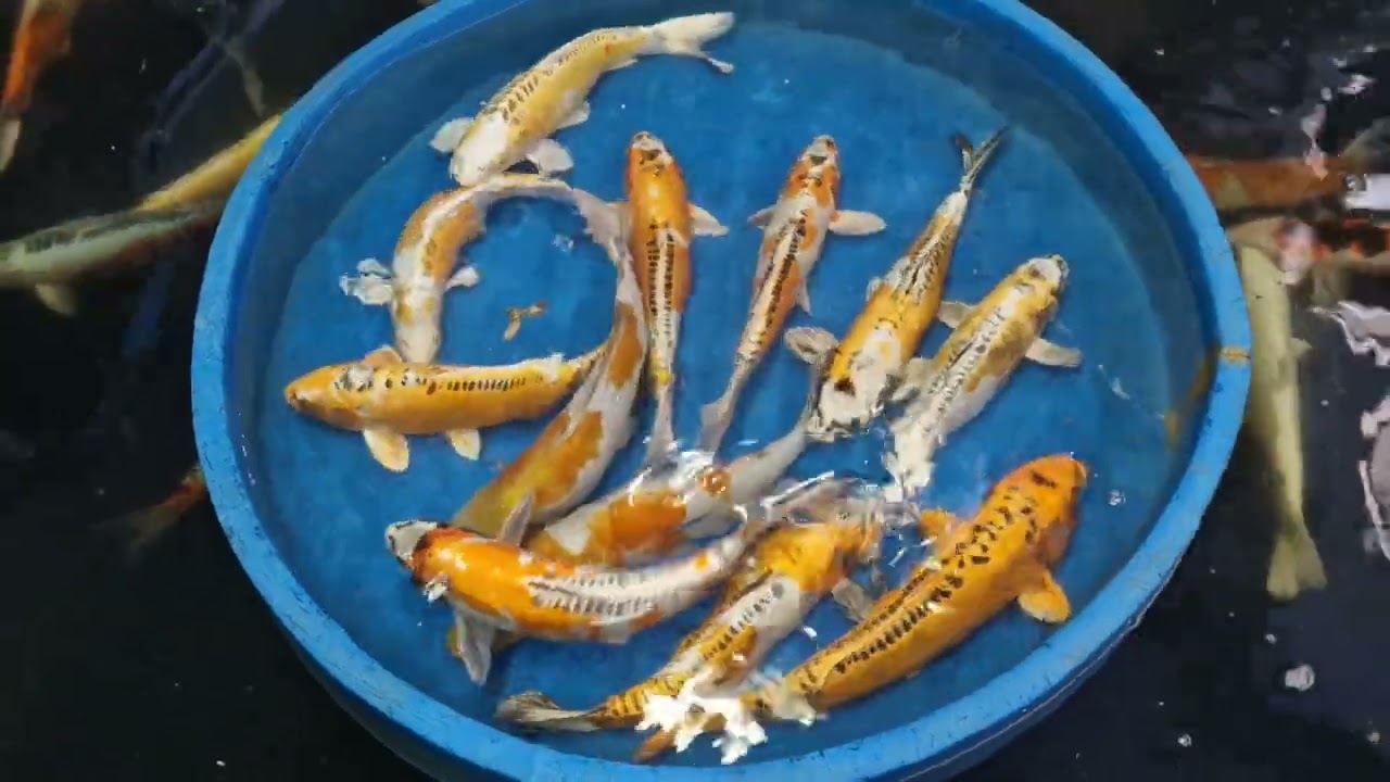 Kikokuryu Premium Quality Koi Fish