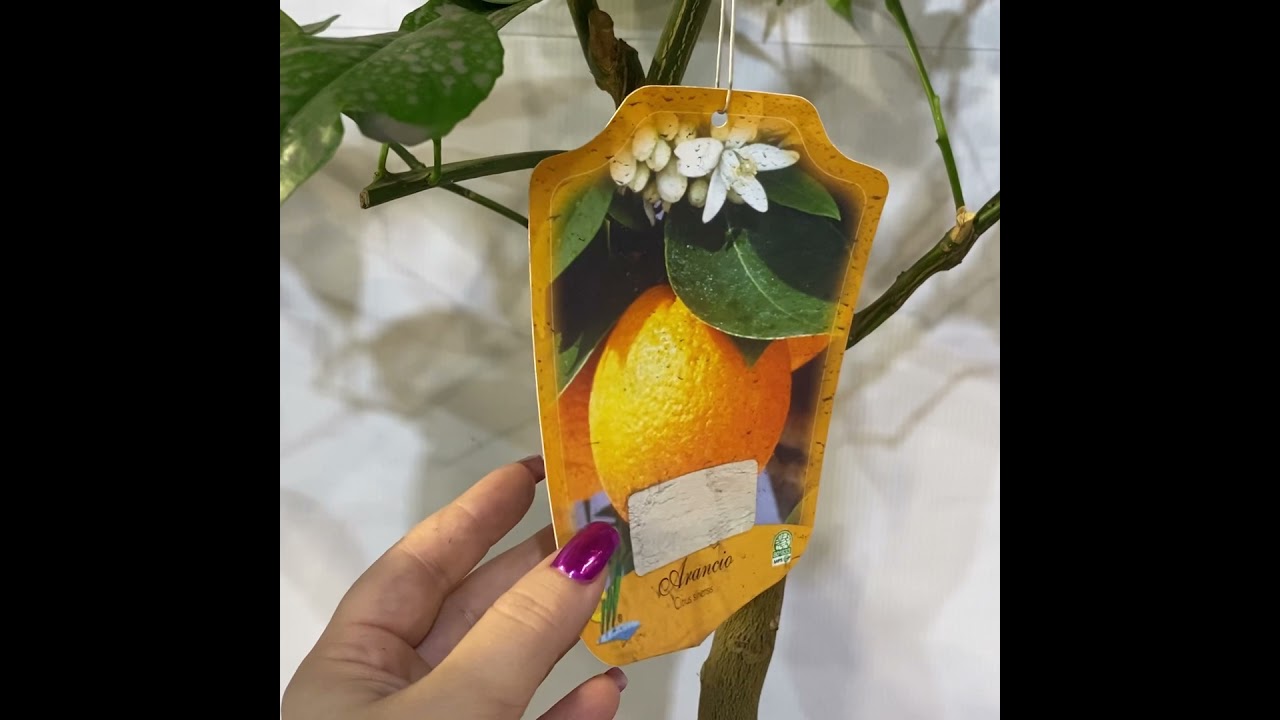 Апельсин красный Тарроко /Citrus Arancio Tarroco