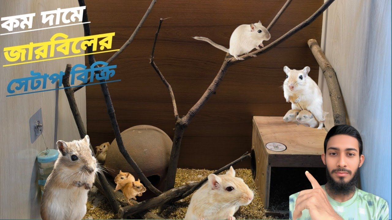 কম দামে জারবিলের সেটাপ বিক্রি / Gerbil setup for sale at low price