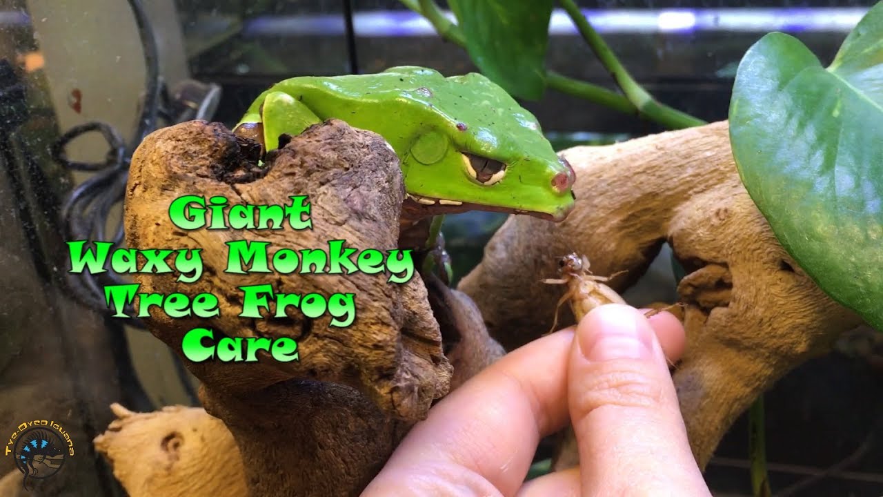 Giant Waxy Monkey Tree Frog Care with Heather!