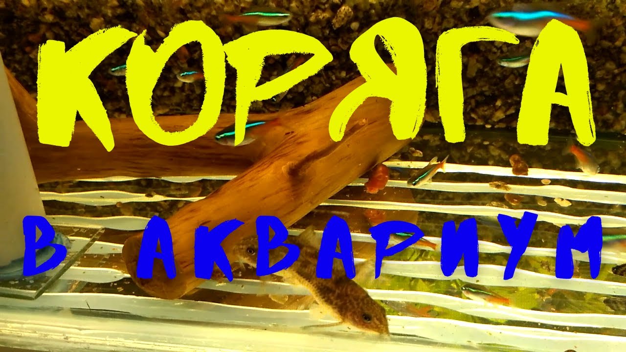 КОРЯГА В АКВАРИУМ СВОИМИ РУКАМИ