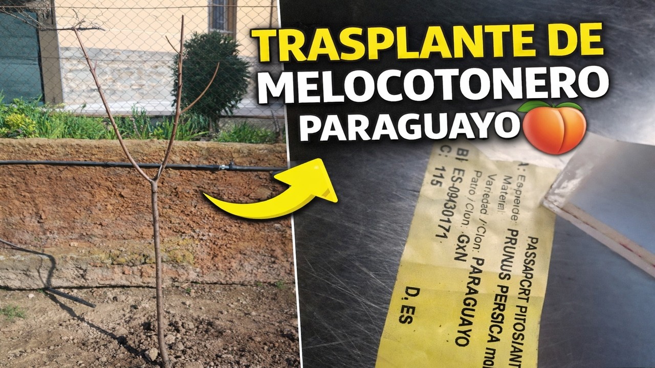 Trasplante de melocotonero paraguayo 🌳🍑
