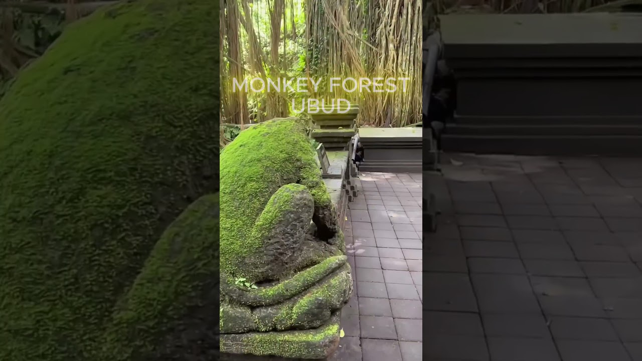 #asia #bali #indonesia  #ubud #monkeyforest