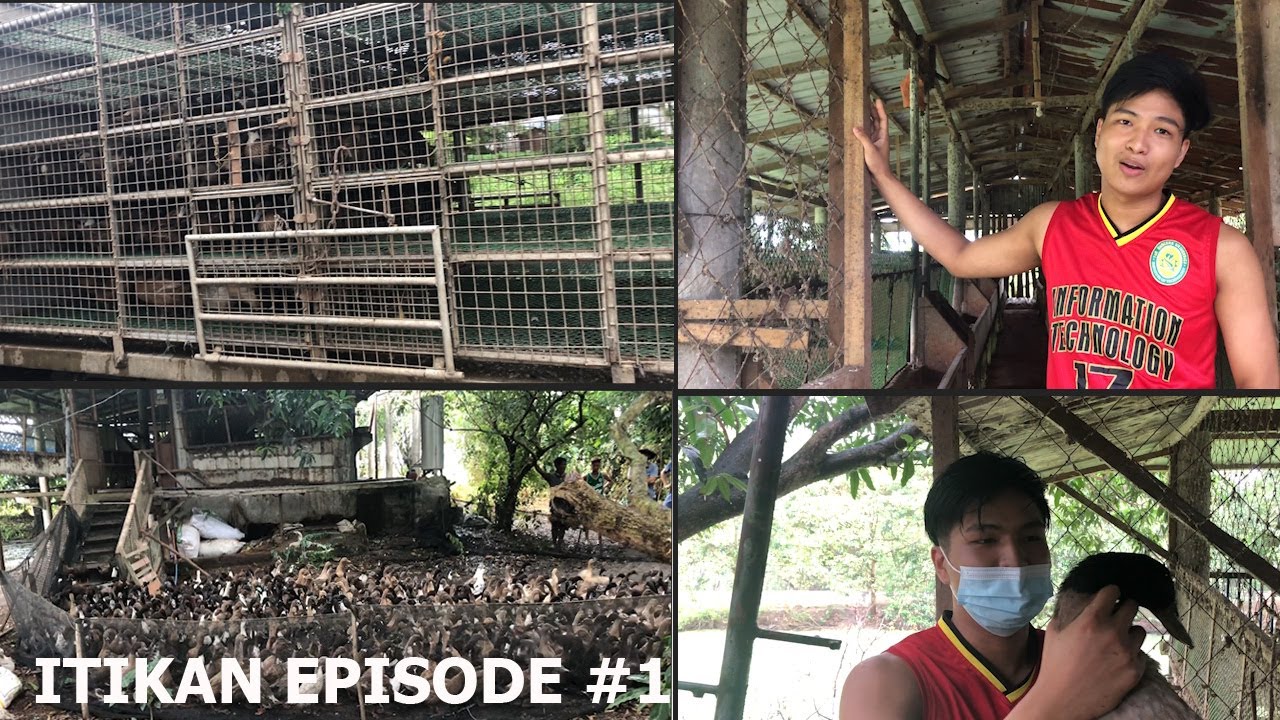 VLOG#4 Pagsisimula ng duck layer farming business (pagsasampa ng itik sa hanger-type na building)