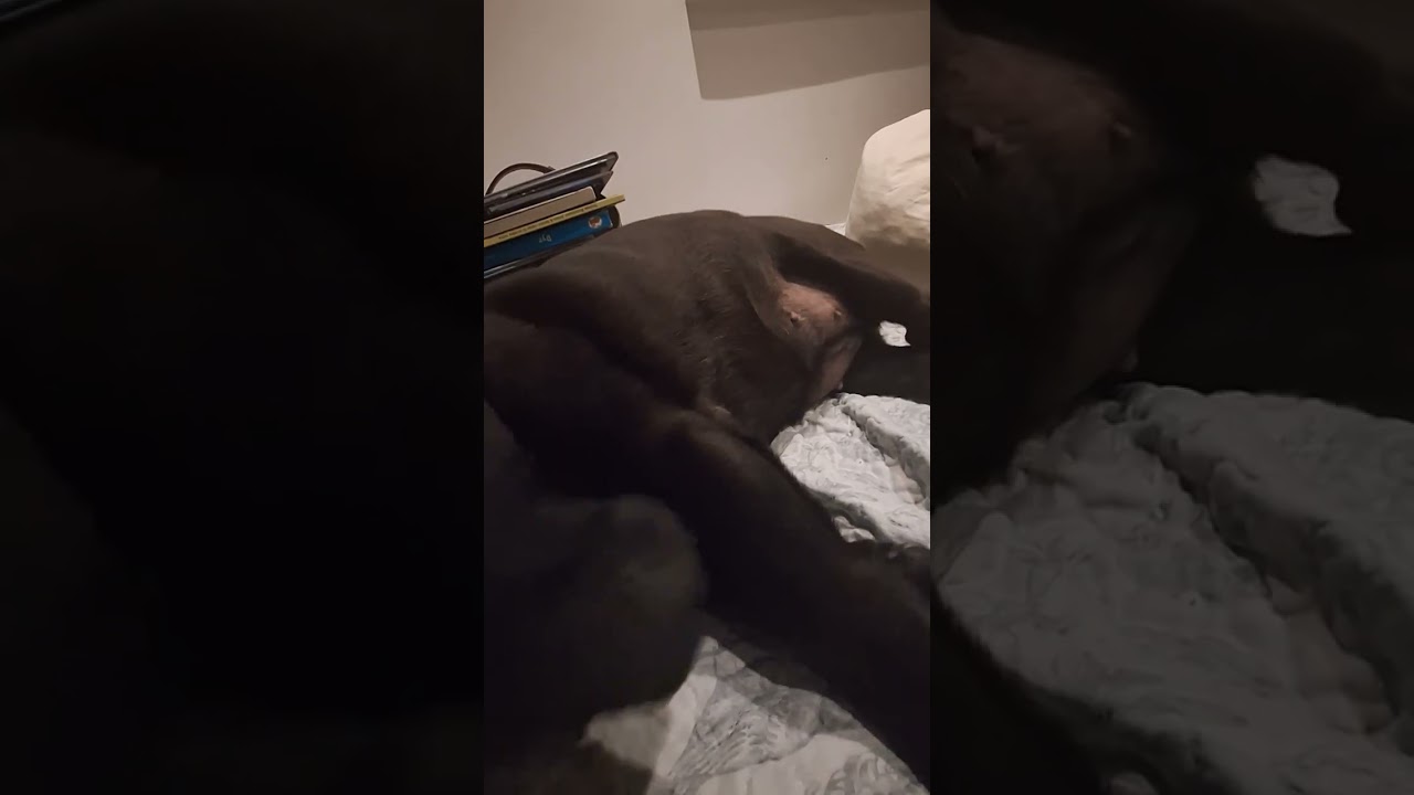 Dog of to dreamland....