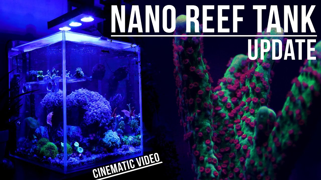 Nano Reef Tank Update - New Corals 🌊🐠  (Marine Aquarium) | Cinematic Video 4K