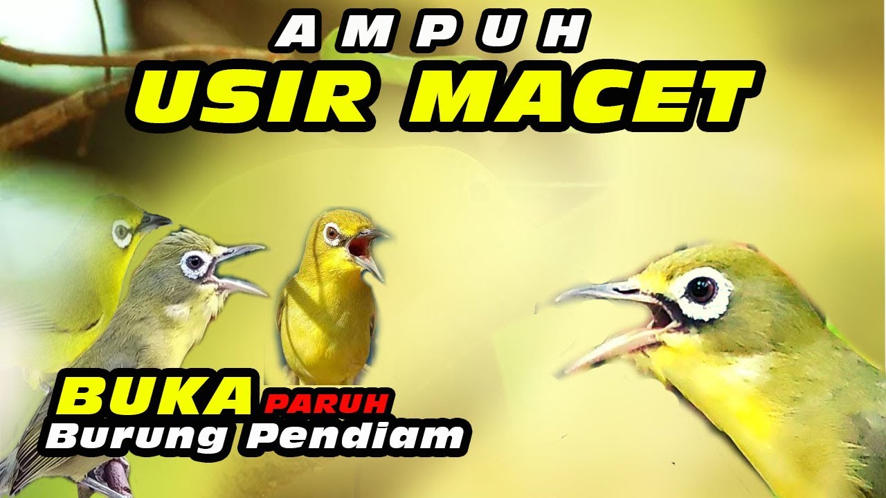 Masteran Ampuh Kecial Macet #kecialkuninggacor #kecialkombok #kecialngejos