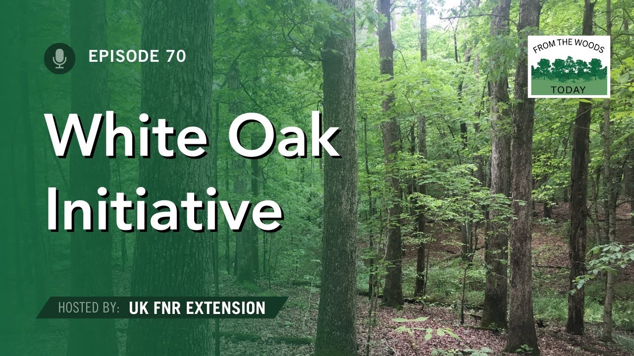 The White Oak Initiative - From the Woods Today - Episode 70