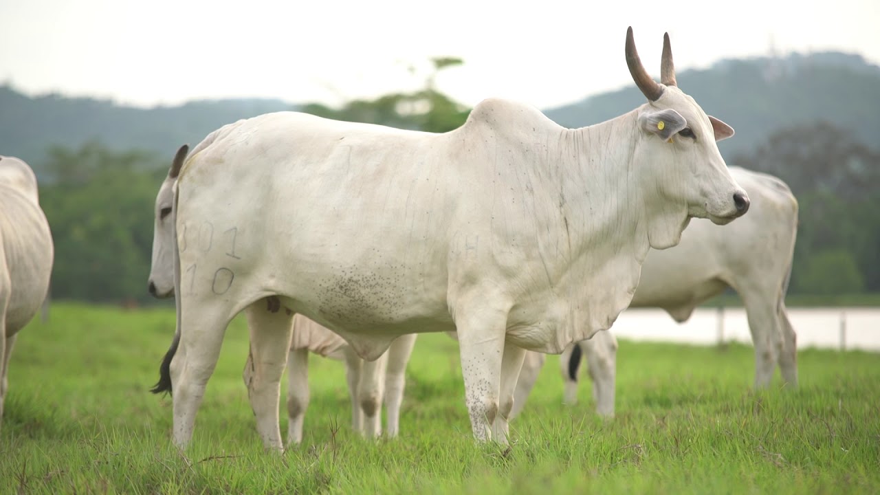 Razas productoras de leche en climas tropicales 2