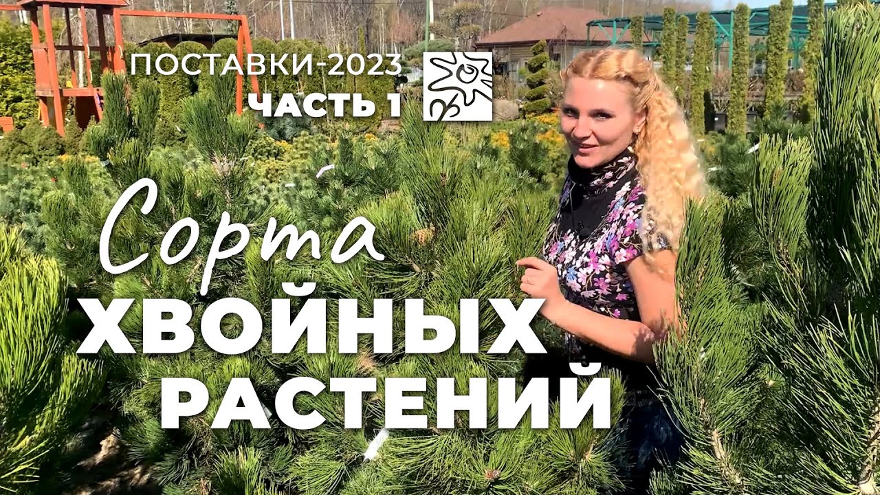 Хвойные растения в 