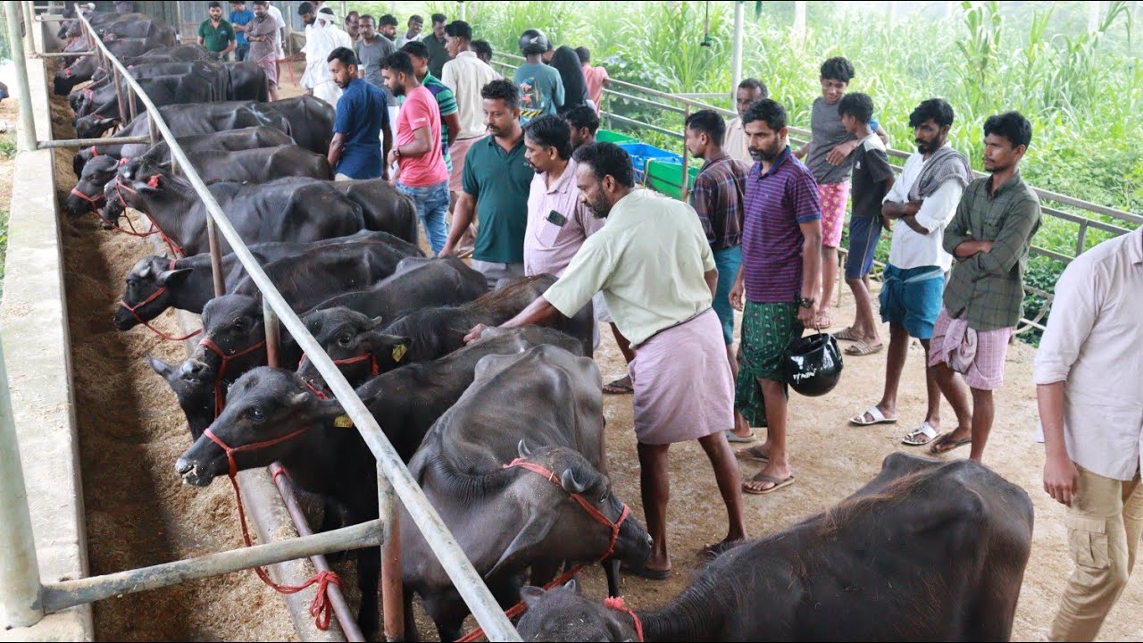 പോത്ത് വാങ്ങാൻ മലപ്പുറത്ത്‌ ഫാമിൽ നടന്ന ബഹളം |Bufflox Murrah Farm Malappuram