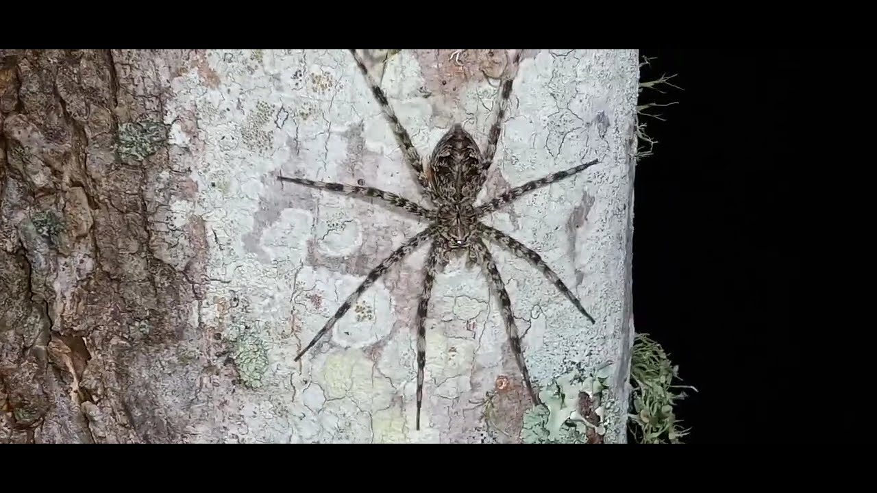 MASSIVE DARK FISHING SPIDER SCARES ME TO RUNNING WHILE FILMING CLOSE UP!!