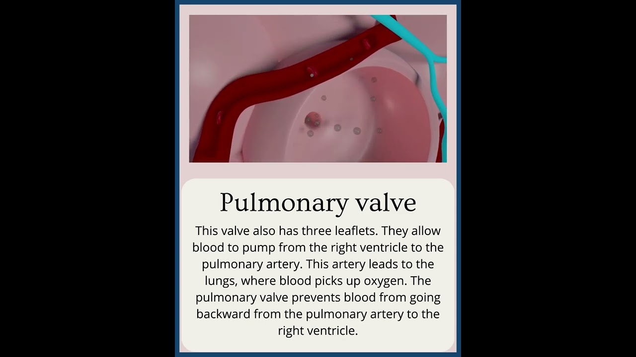 Functions Of Heart Valves | Tricuspid Valve | Pulmonary Valve | Mitral Valve | Aortic Valve