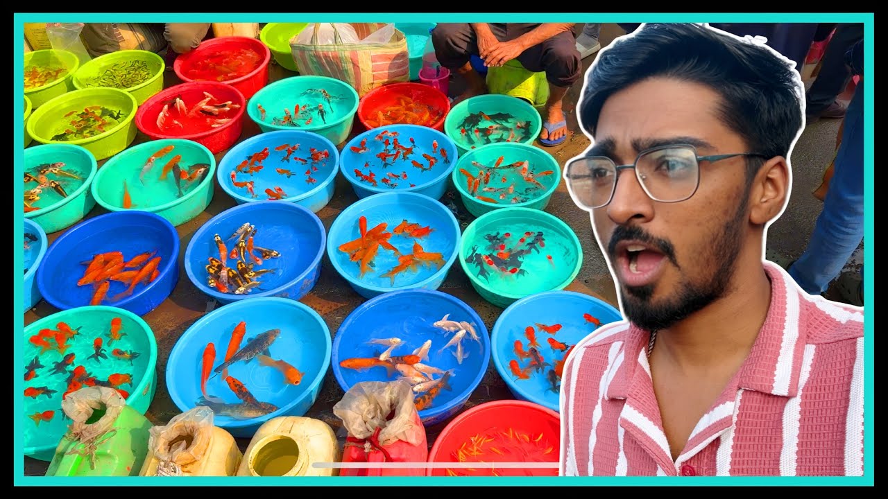 Galiff Street Pet or Fish Market Kolkata | Winter Visit & Full Documentary