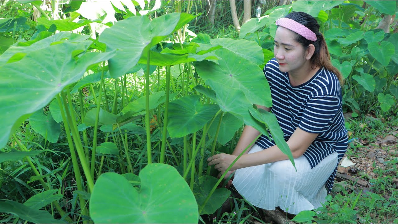 Yummy Taro Stalk Soup Cooking - Find Taro stalk For Soup - Cooking With Sros