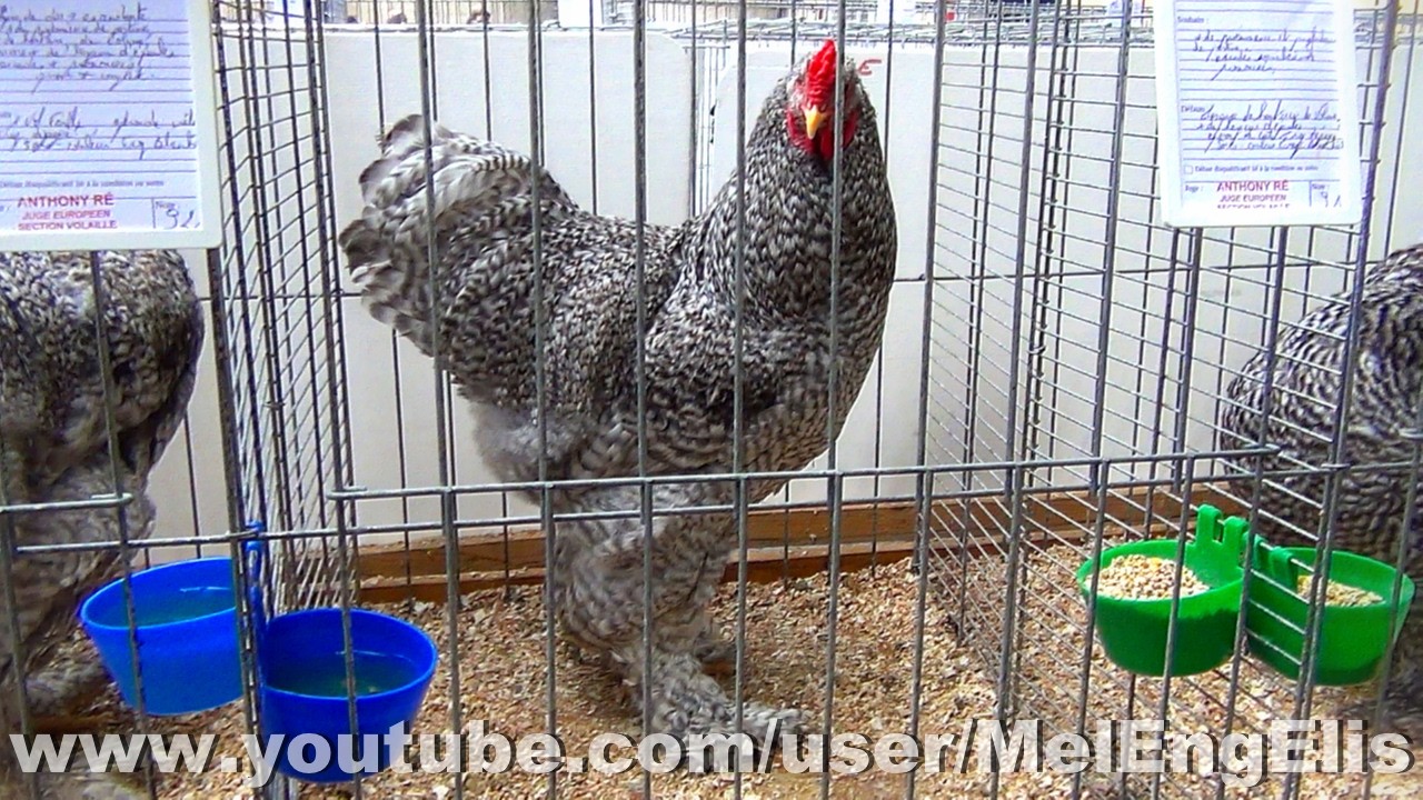 Coqs et Poules Brahma coucou - Brahma Chicken - Brahma Hühner - Exposition Avicole Évreux 2026