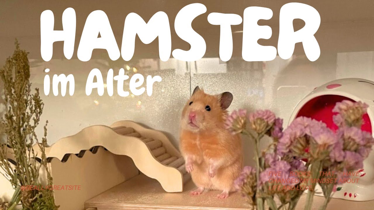 Hamster im Alter | Was braucht mein Hamster wenn er alt wird? | Hamster Vlog