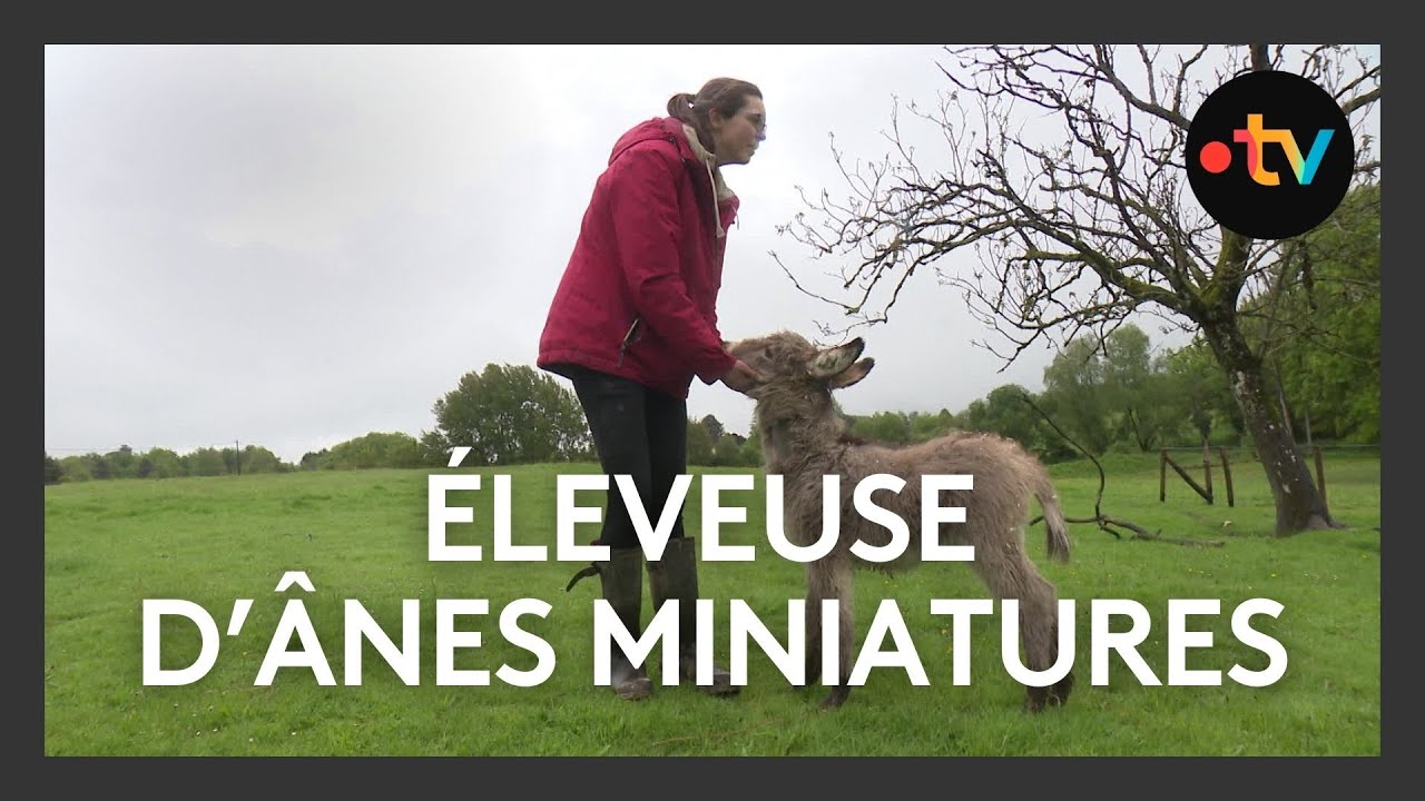 Éleveuse d'ânes miniatures, une passion pas si bête