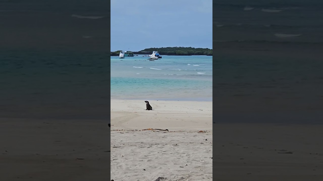 This seal didn't give a foca 🤭😅🤣  #Soundsofnatureplanetearth #SoundsOfNature