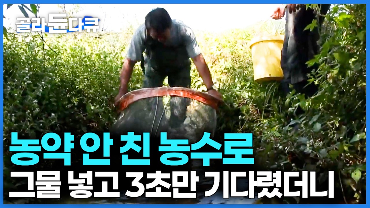 고기가 바글바글! 알아서 올라오네. 어릴 적 추억 그때 그대로 순수한 시골 마을이 고기 잡는 법｜한국기행｜#골라듄다큐