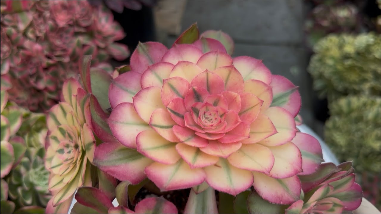 1/31/26 AEONIUM AND ECHEVERIA FOR SALE | Lele: 408 883 5495
