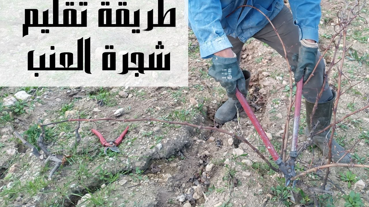 أفضل  واسهل طريقة لتقليم العنب البلدي / The best and easiest way to prune grapes