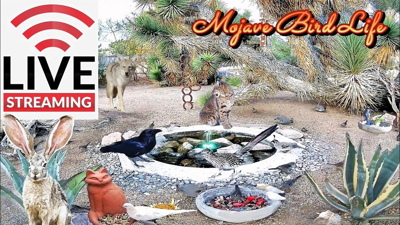 🔴 LIVE 🌵Desert Wildlife Watering Hole:⛲Quail, Roadrunners, Hummingbirds, Ravens & More! ✨Ad Free✨