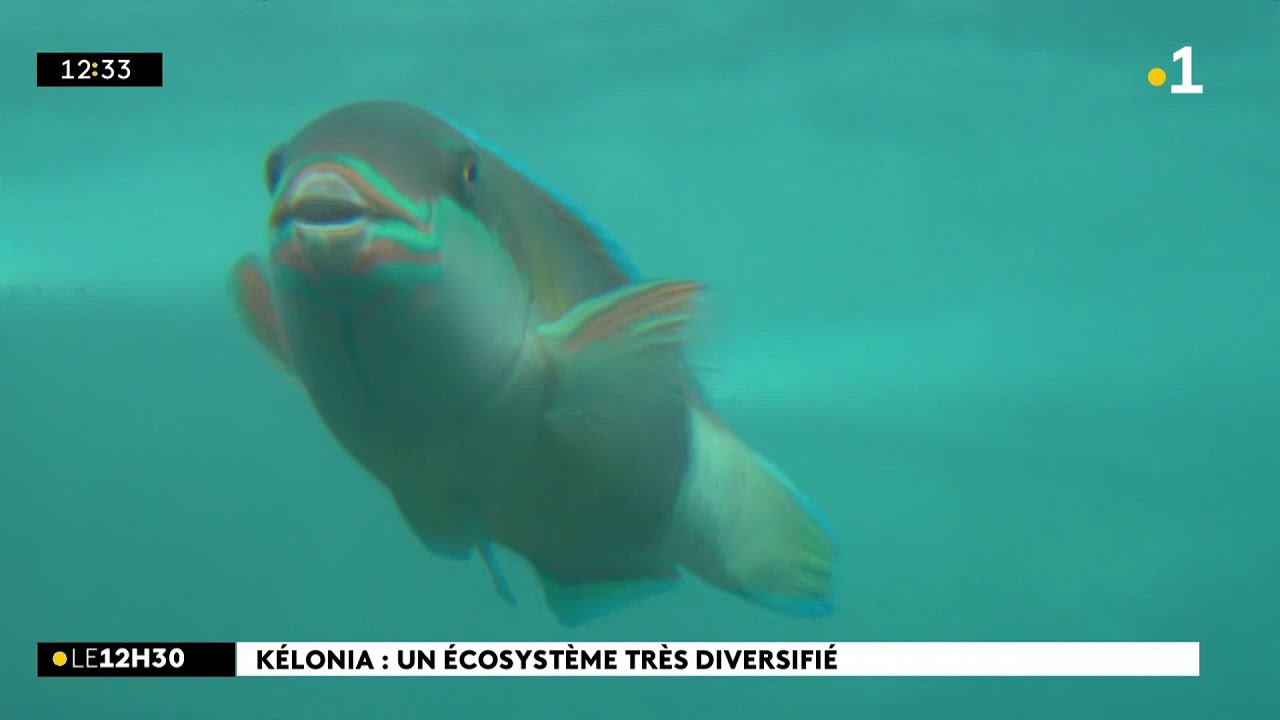 K&eacute;lonia, protecteur des tortues, mais aussi de la biodiversit&eacute; marine.