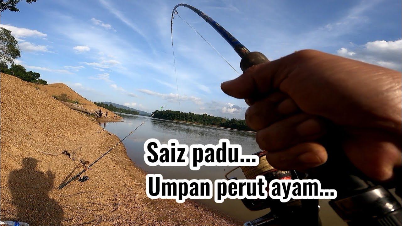 Ditarik saiz padu‼️Umpan perut ayam‼️Mancing sungai pahang