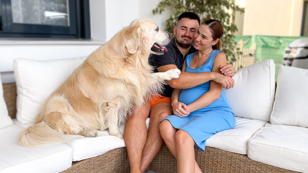 My Funny Dog is Jealous of Me When I Hug My Pregnant Wife