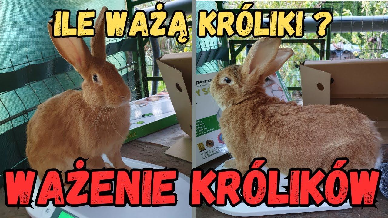 Ważenie królików