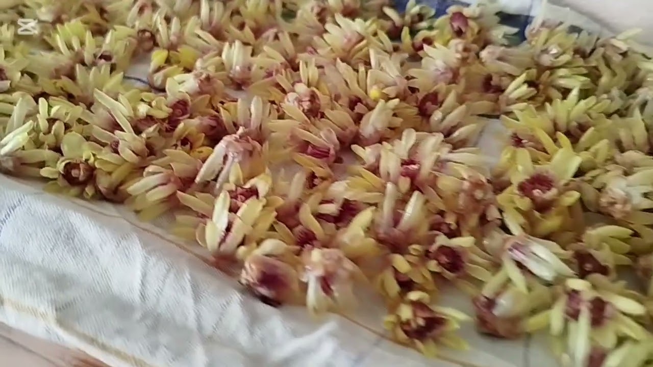 Fiori di calicanto per la tisana 