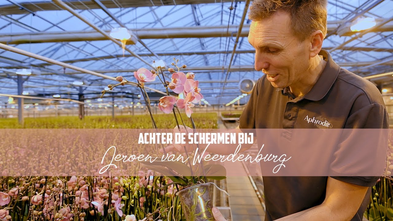 Achter de schermen bij Aphrodite Orchidee | Jeroen van Weerdenburg aan het woord