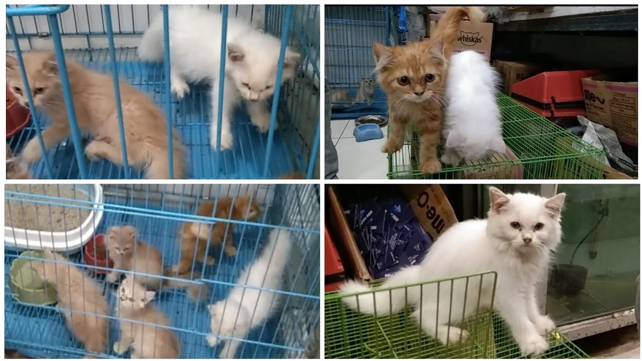 Raj Pet Shop Cat kitten Rajkot Gujarat